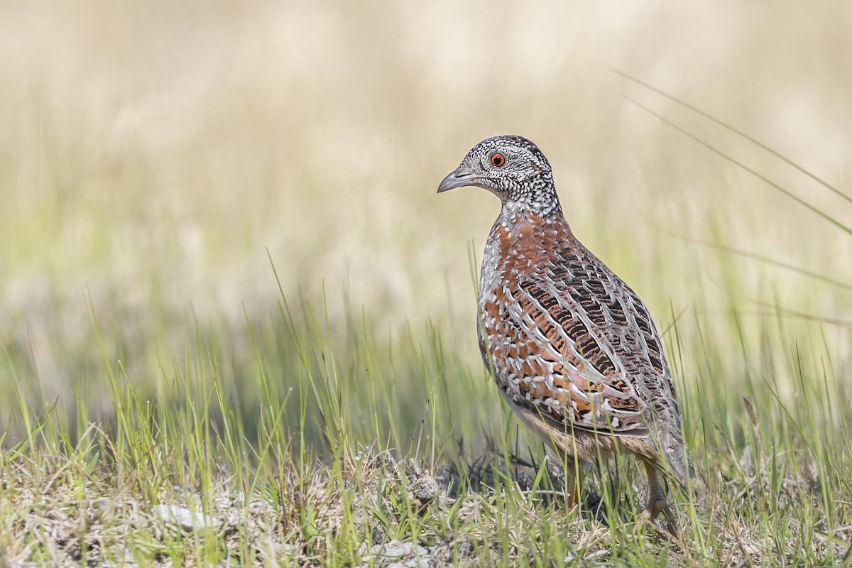 Painted Buttonquail - ML371780931