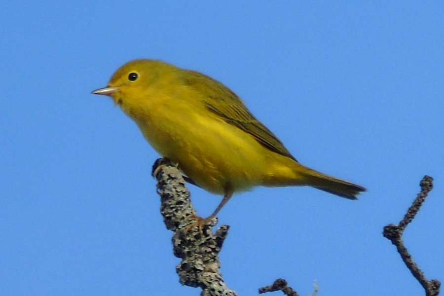 Yellow Warbler - Larry Neily