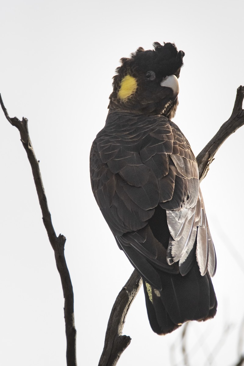 Yellow-tailed Black-Cockatoo - ML371783091