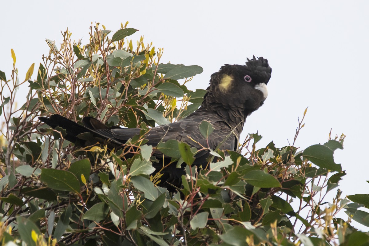 Yellow-tailed Black-Cockatoo - ML371783281