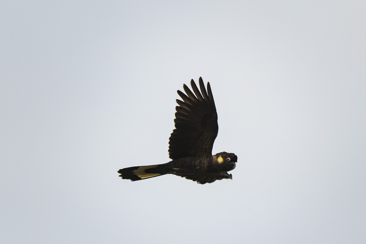 Yellow-tailed Black-Cockatoo - ML371783291