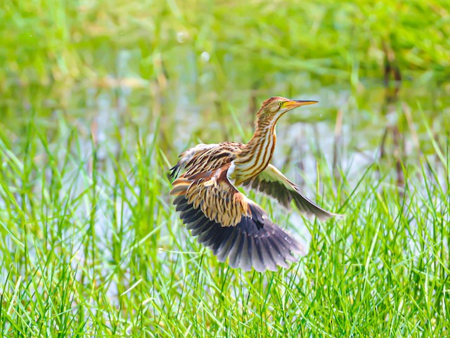 Juvenile lateral view. - Yellow Bittern - 