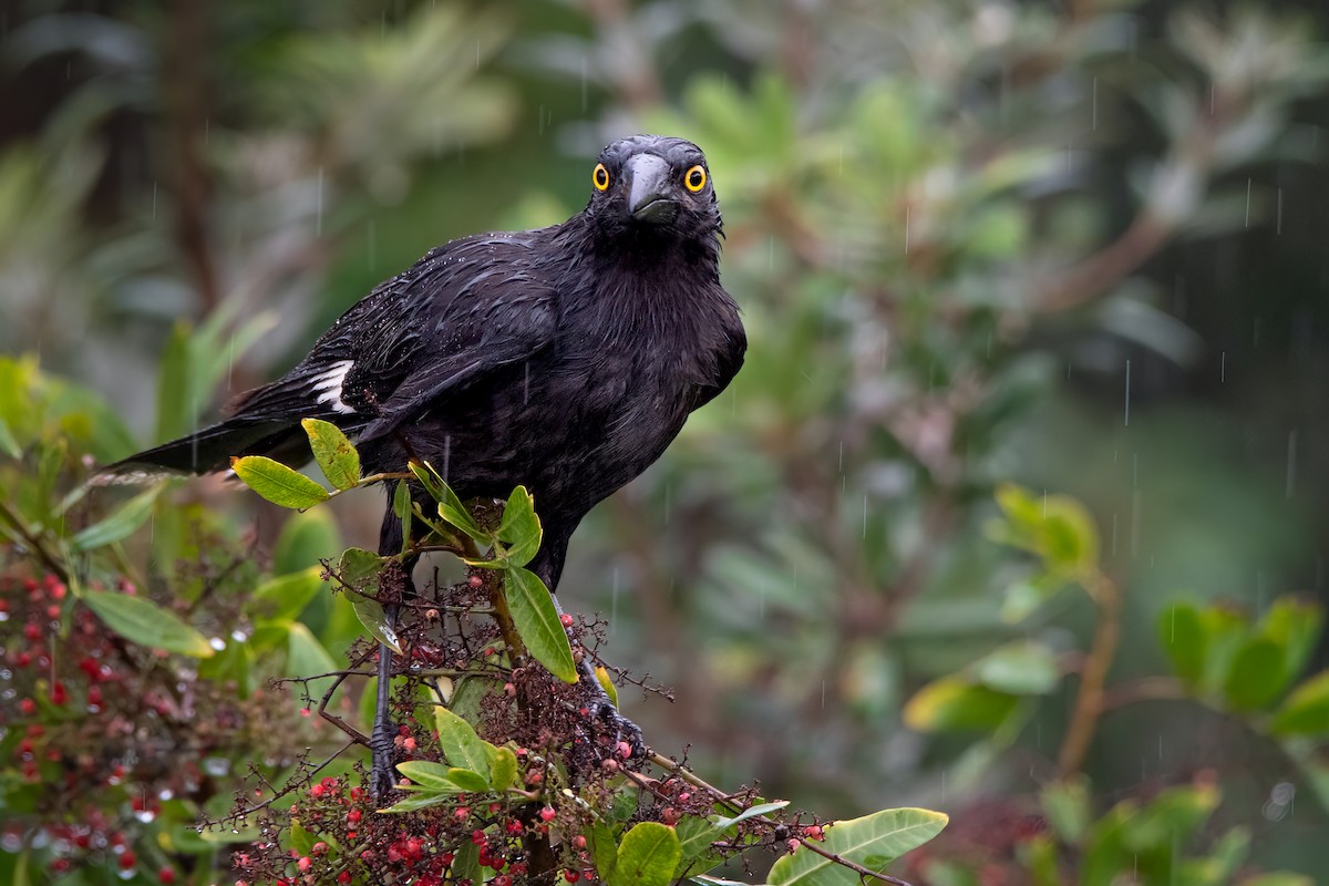 Pied Currawong - ML371794121