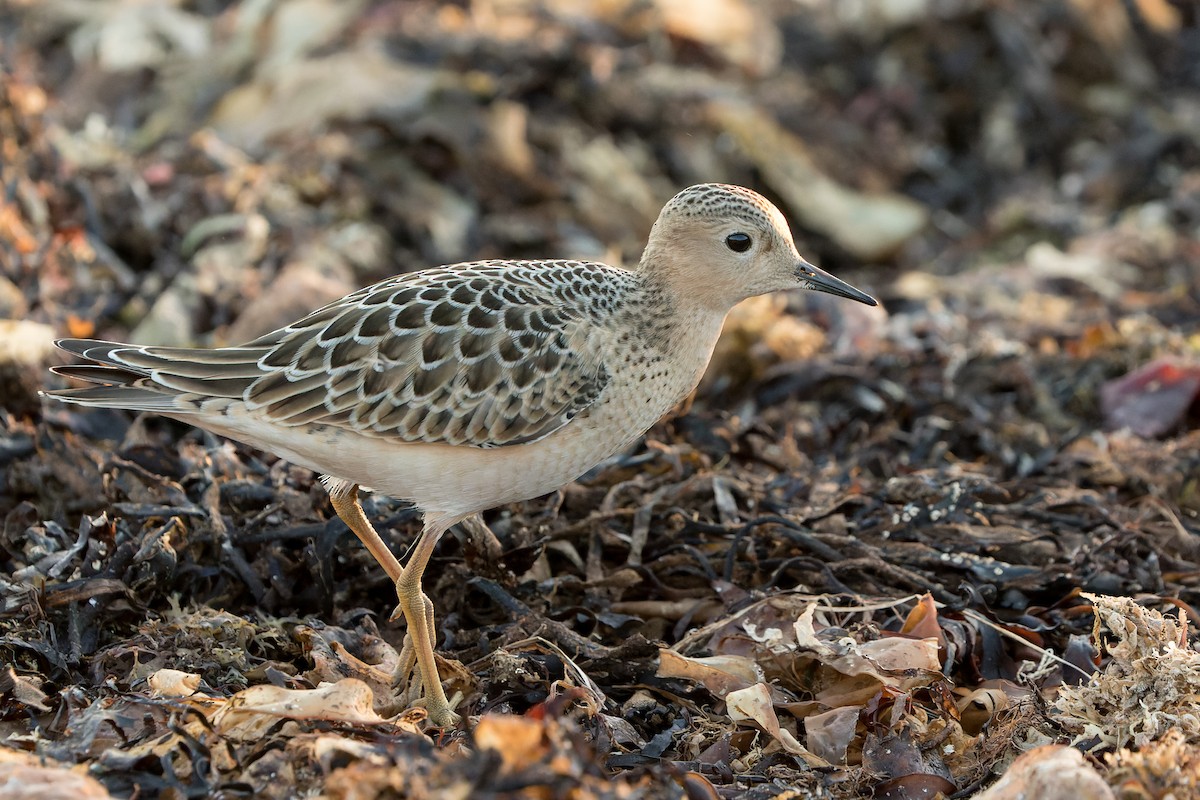 Buff-breasted Sandpiper - Kyle Shay