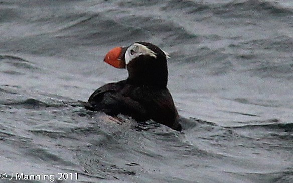 Tufted Puffin - ML37179751