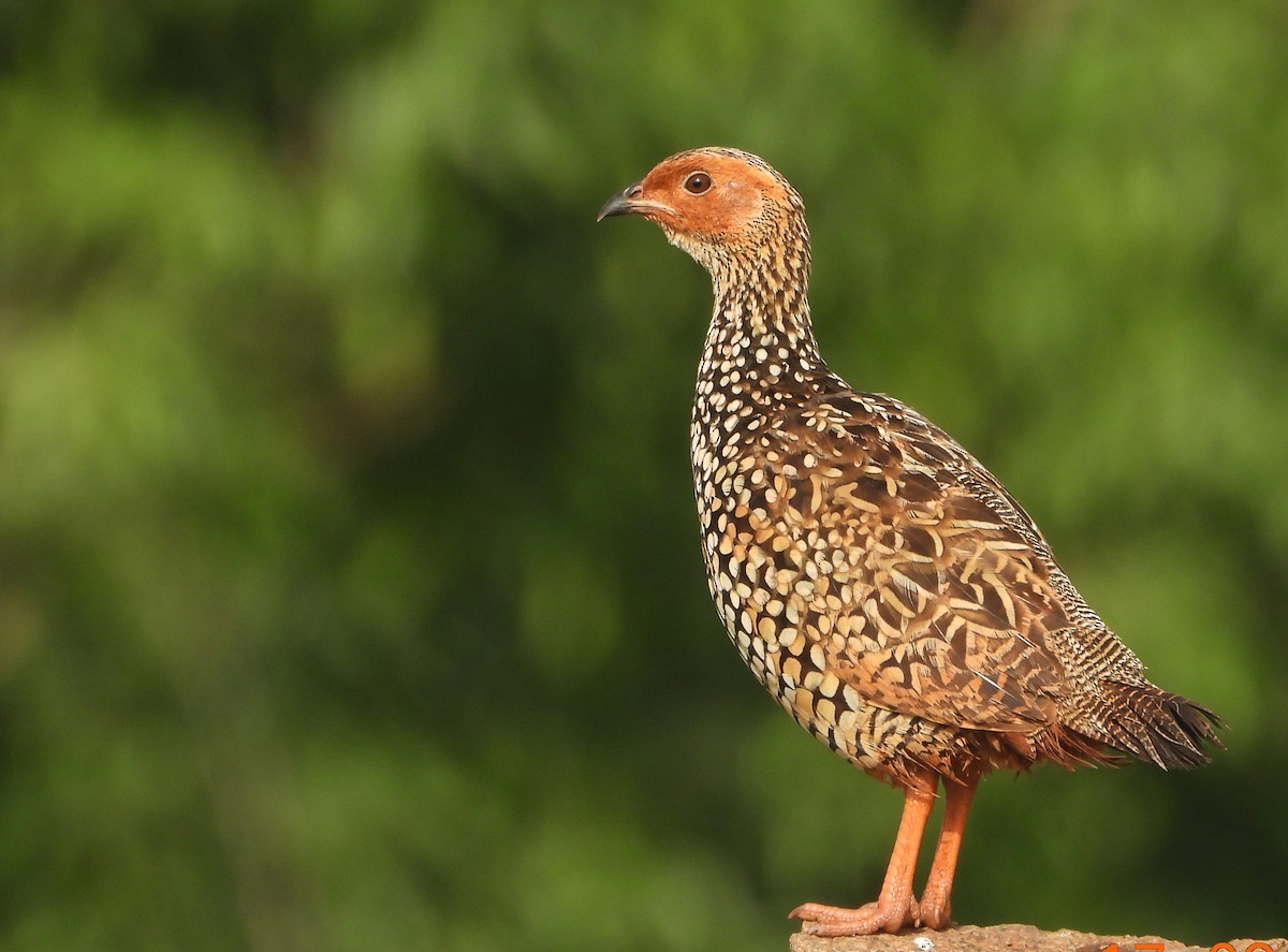 Painted Francolin - ML371804501