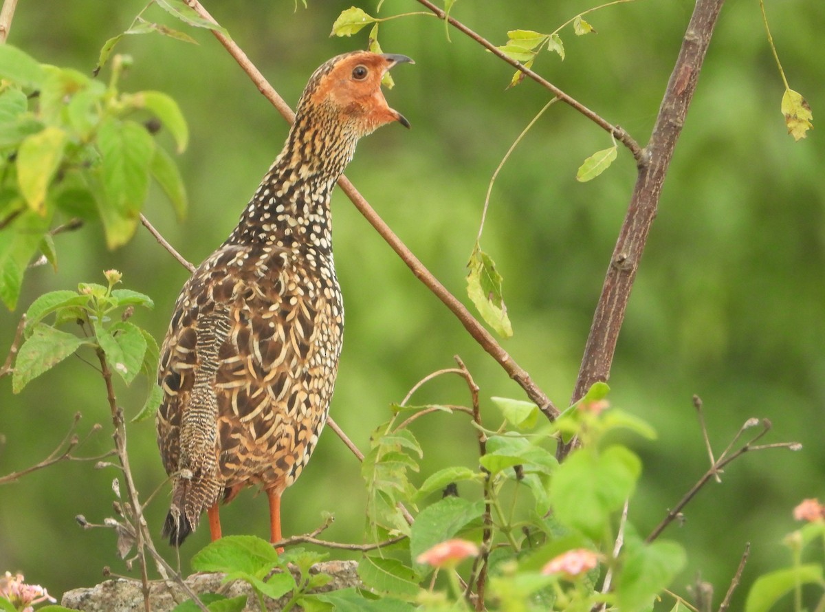 Painted Francolin - ML371804521