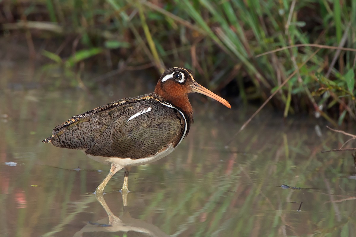 Greater Painted-Snipe - ML371809591