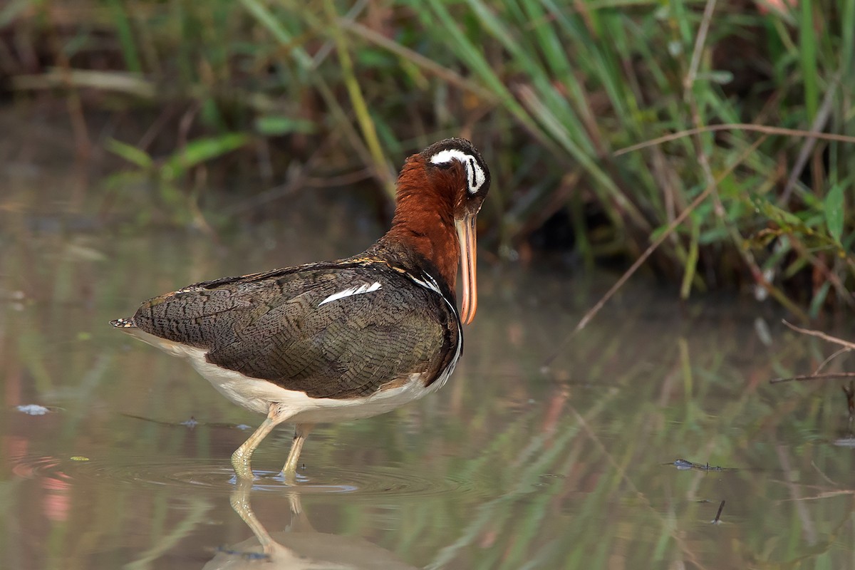 Greater Painted-Snipe - ML371809601