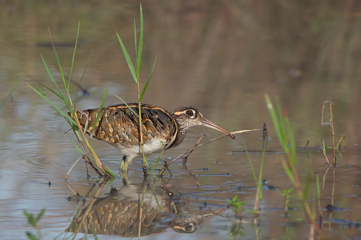 Greater Painted-Snipe - ML371809611