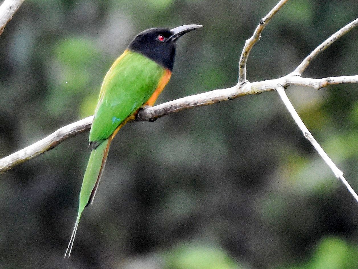 Black-headed Bee-eater - Fabien Quétier