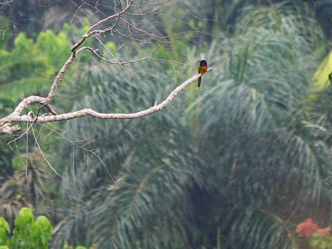 Black-headed Bee-eater - Tony King