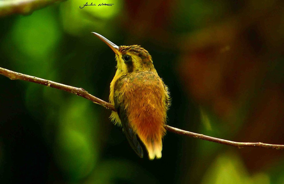 Streak-throated Hermit - André Netto