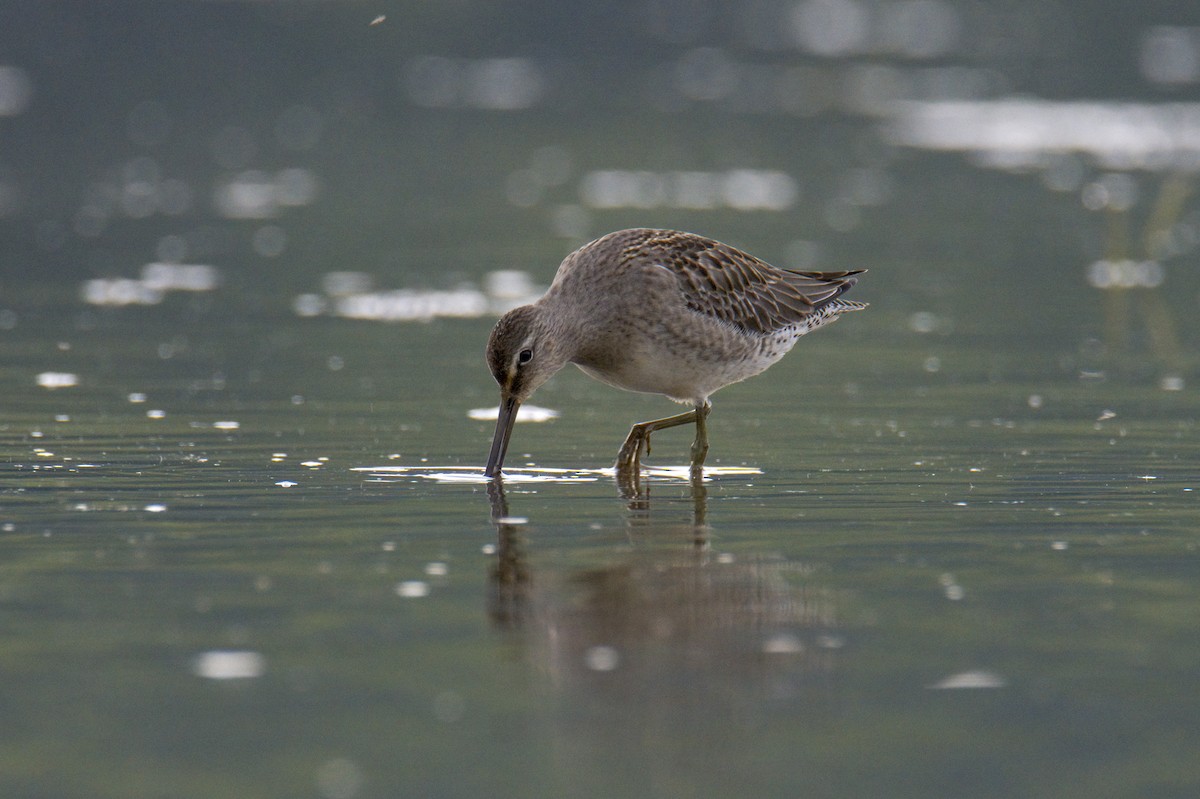 Long-billed Dowitcher - ML371813991
