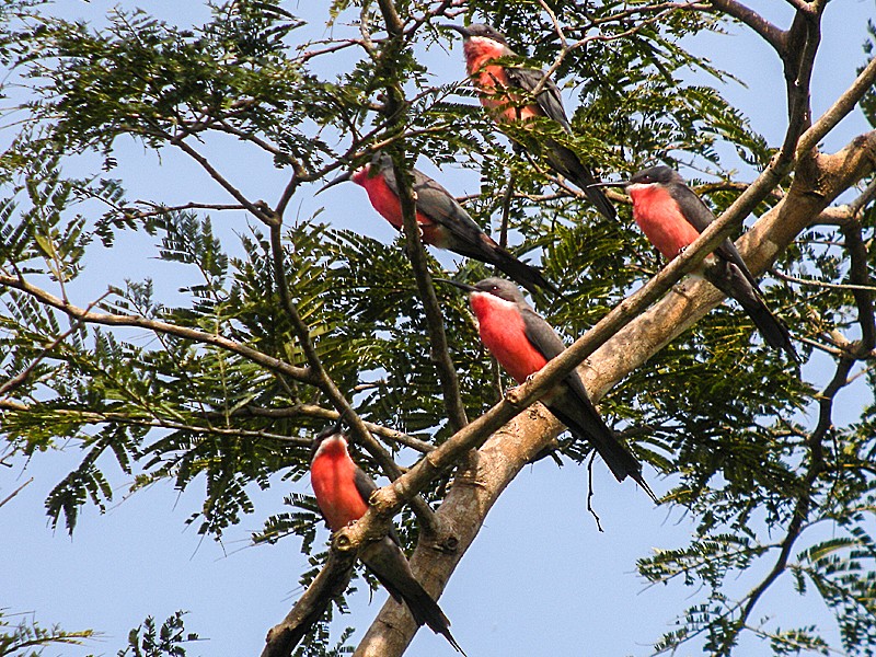 Rosy Bee-eater - Martin  Flack
