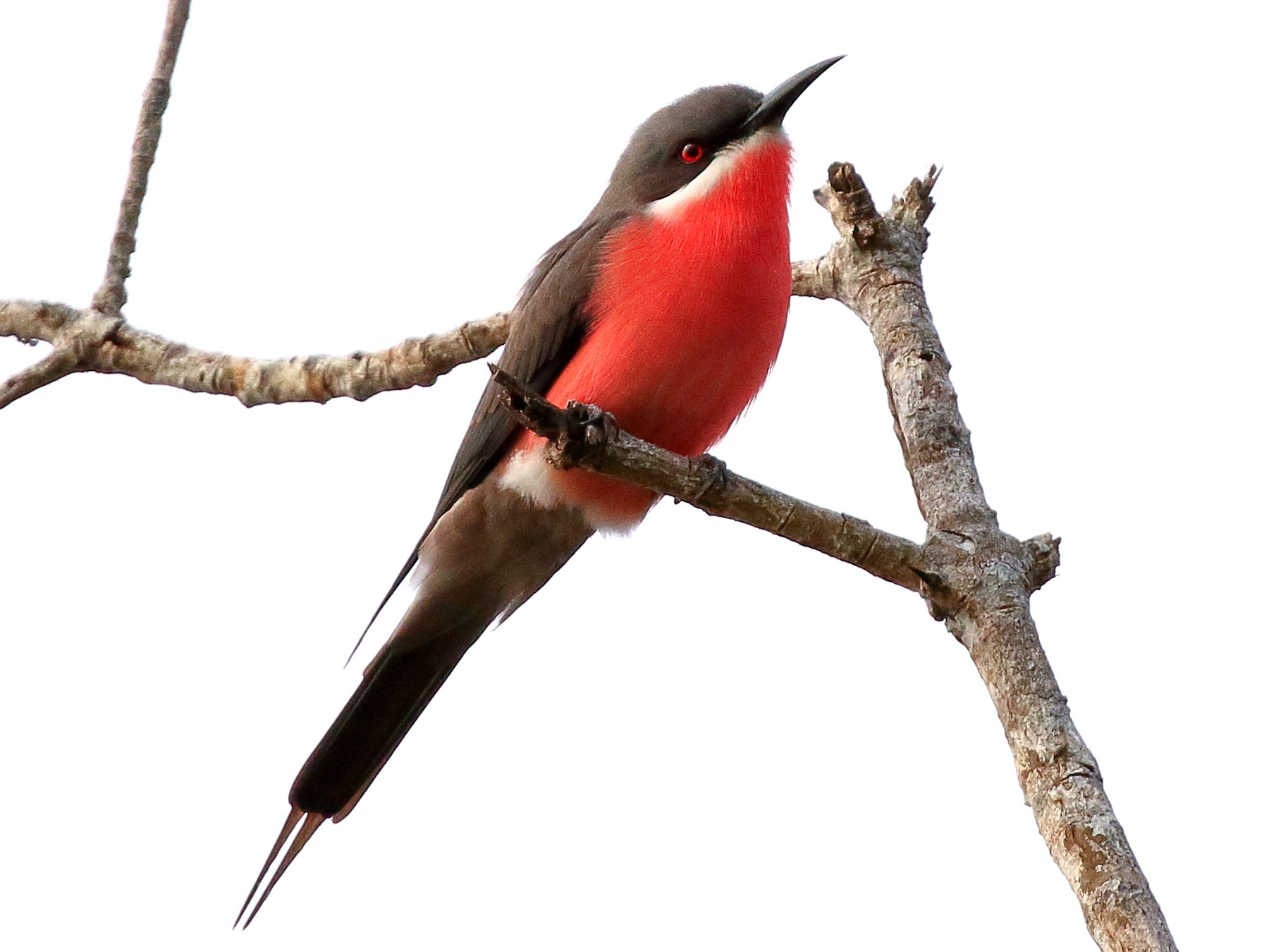 Rosy Bee-eater - Michael Ortner