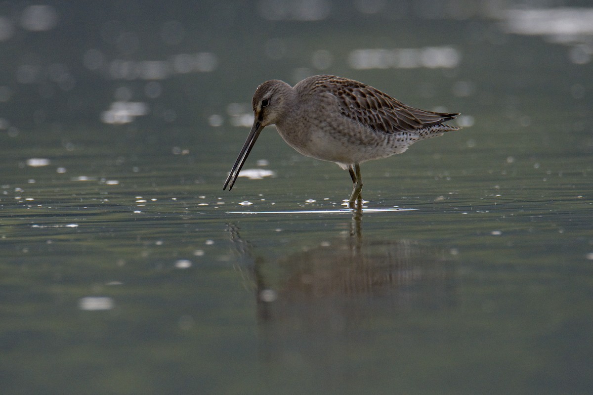 Long-billed Dowitcher - ML371814451