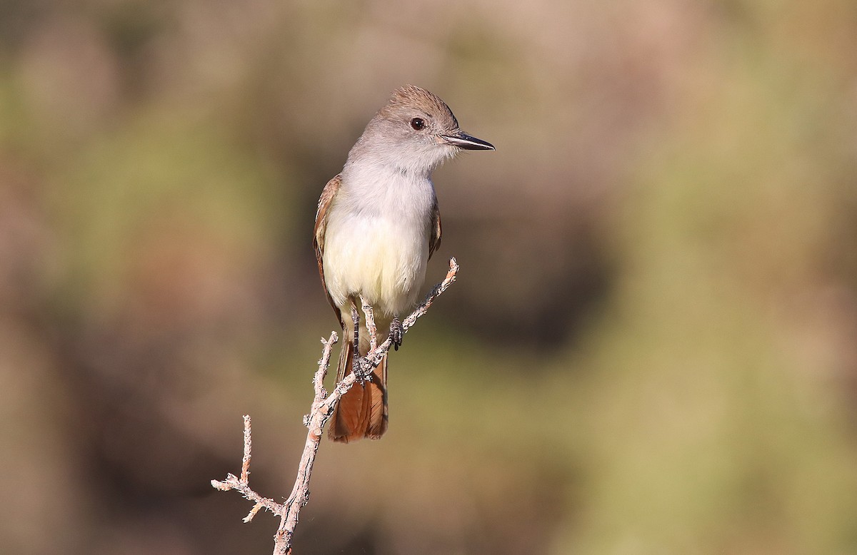Ash-throated Flycatcher - Pitta Tours
