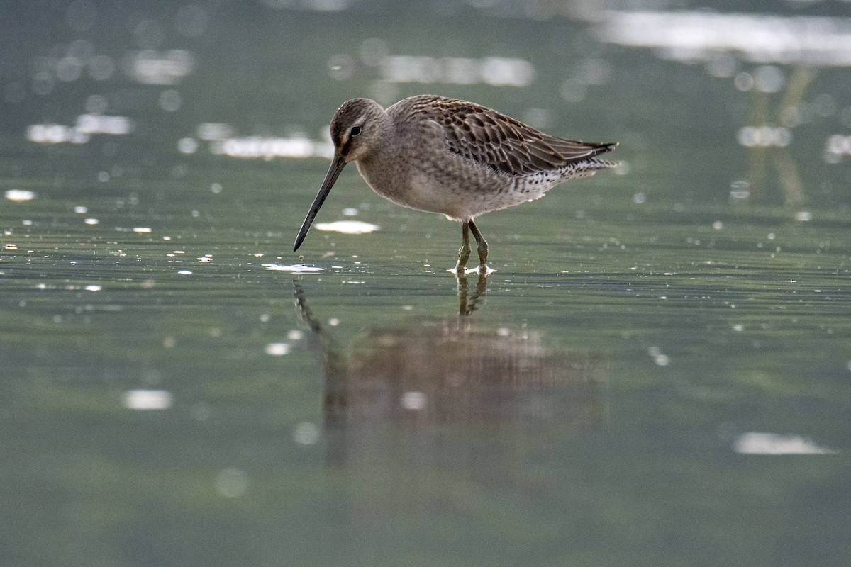 Long-billed Dowitcher - ML371814971