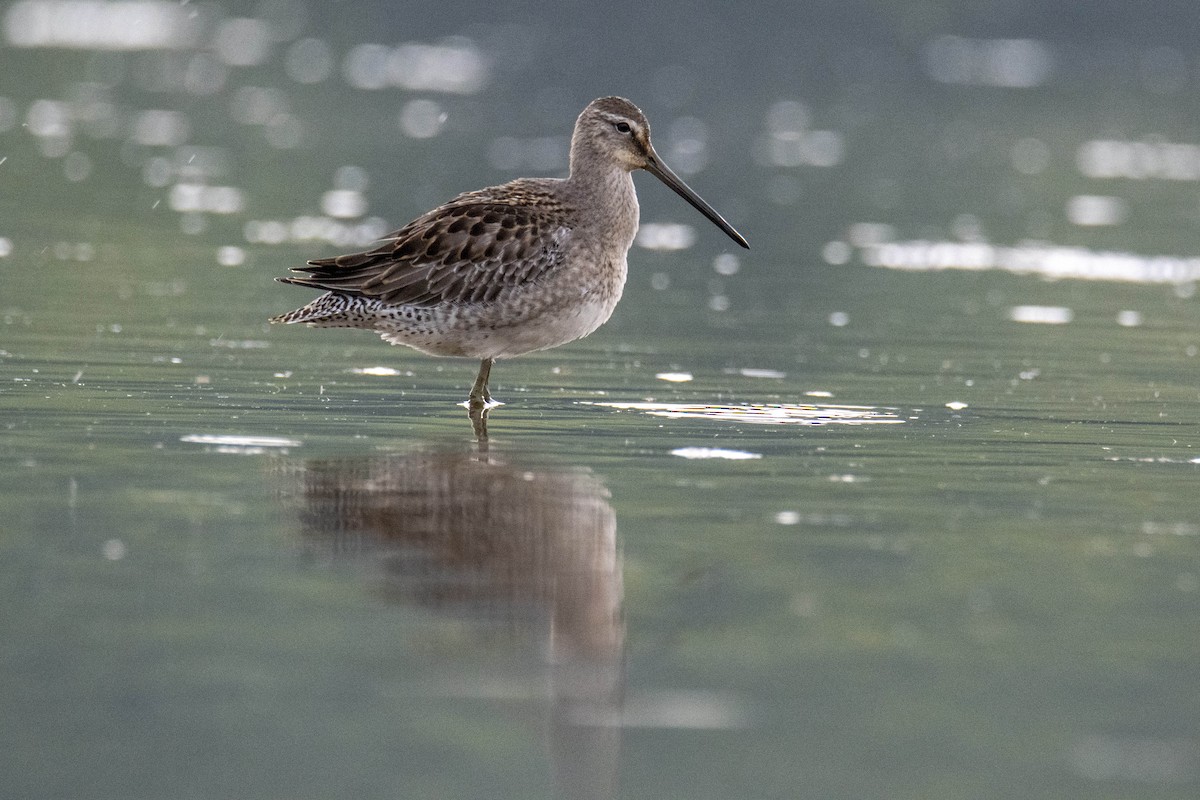 Long-billed Dowitcher - ML371815261