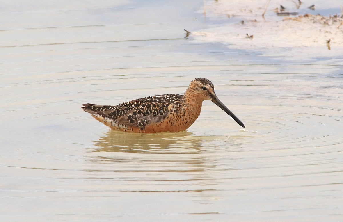 Long-billed Dowitcher - ML371815551