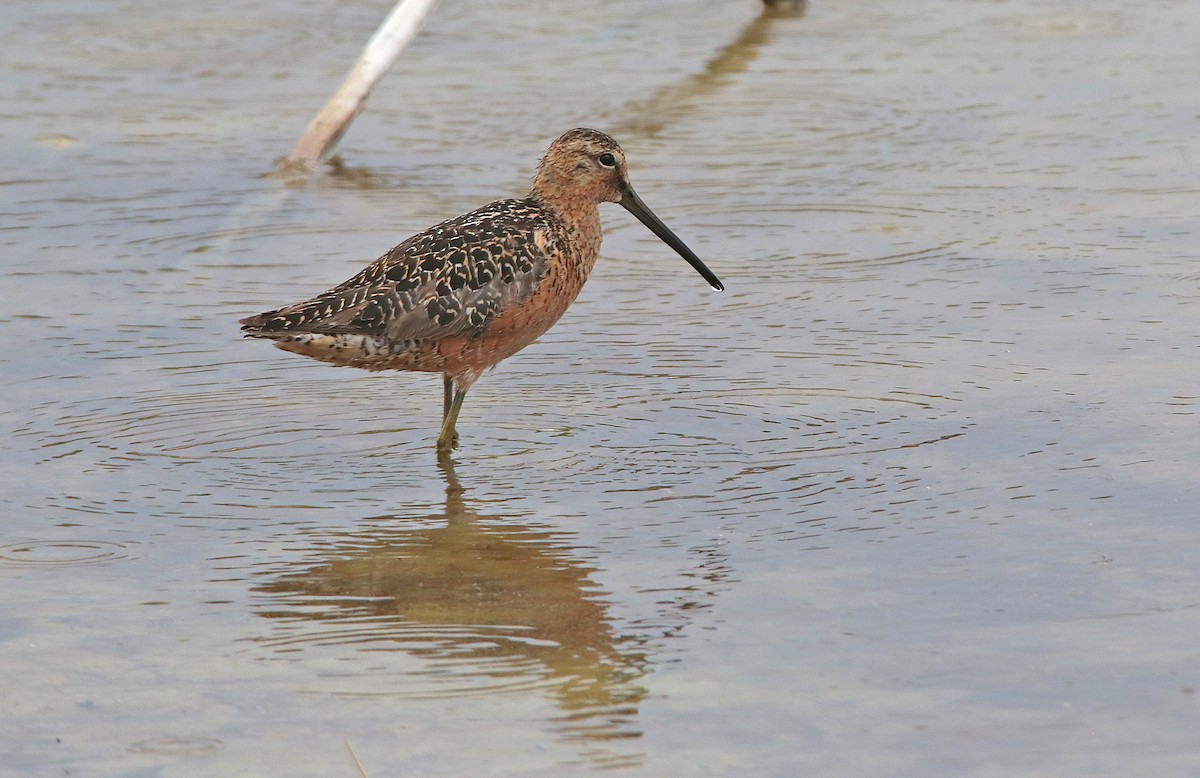 Long-billed Dowitcher - ML371815561