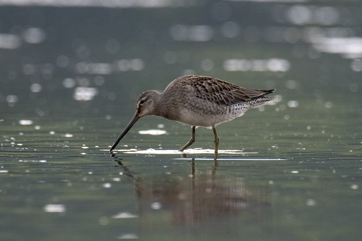 Long-billed Dowitcher - ML371815841