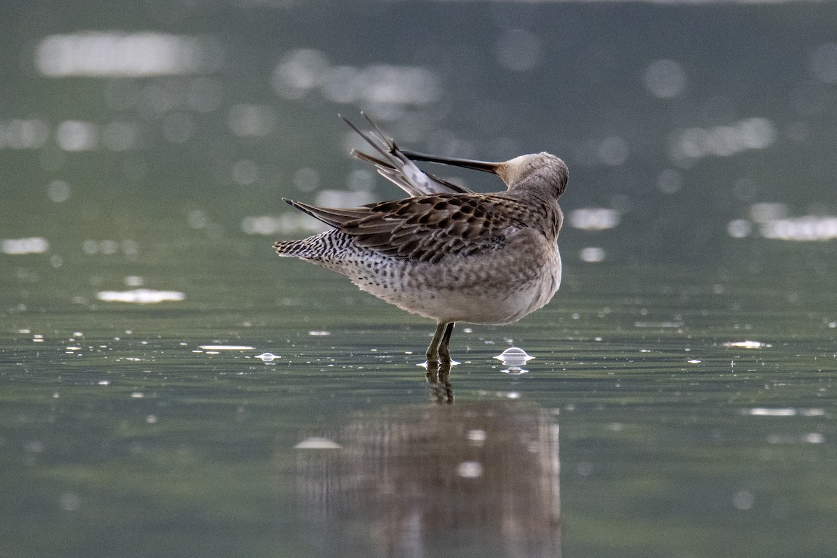 Long-billed Dowitcher - ML371815961