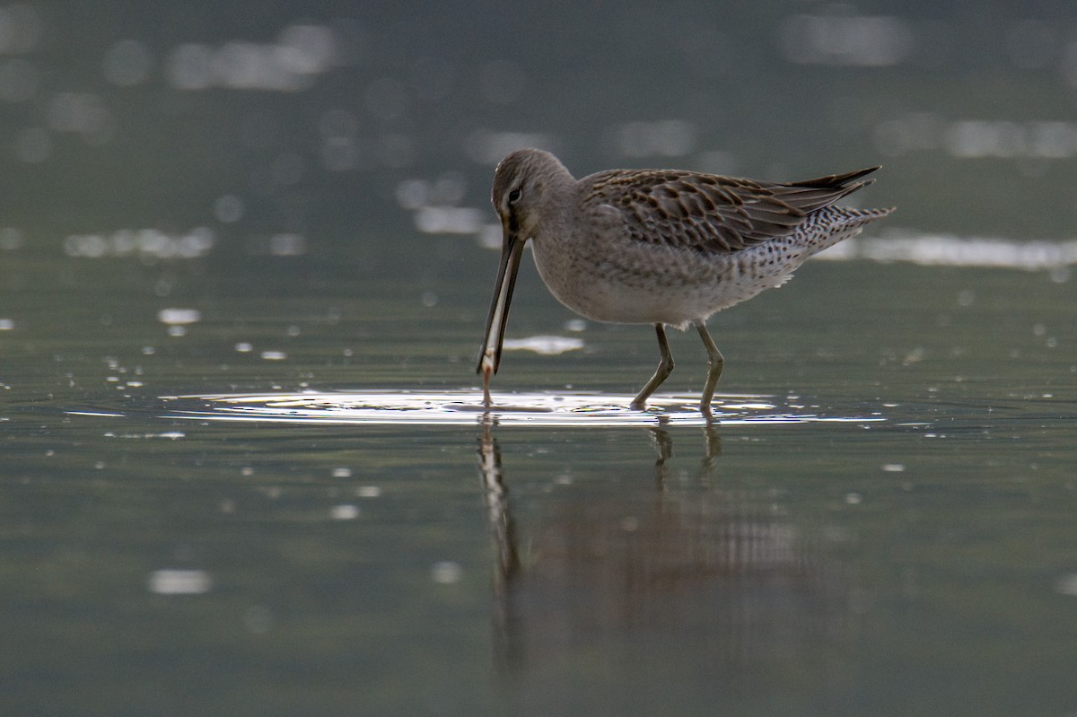 Long-billed Dowitcher - ML371816231