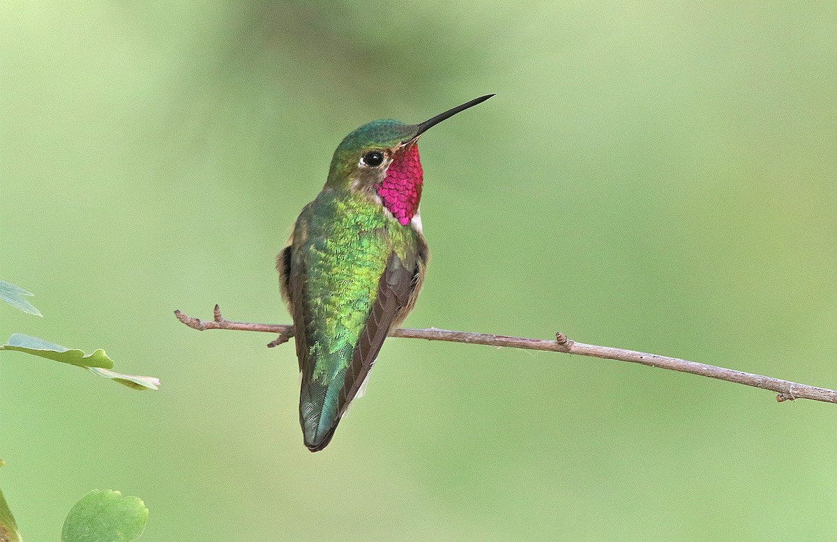 Broad-tailed Hummingbird - Pitta Tours