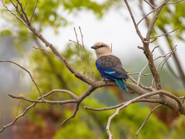 Details Macro Blue Feathers Blue Bellied Roller Bird Coracias