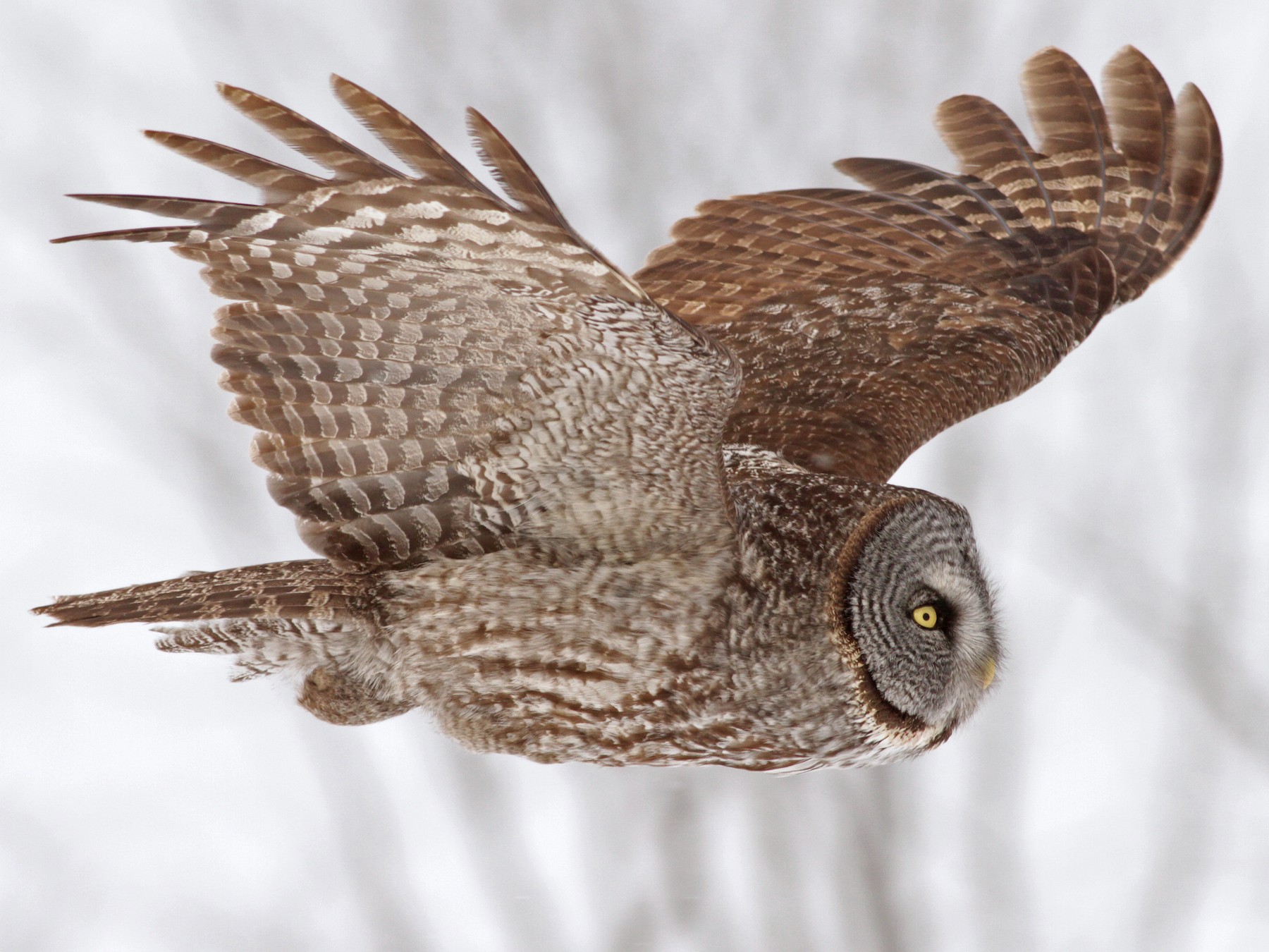 Great Gray Owl - Ian Davies