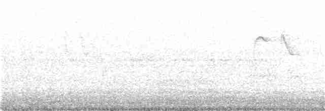 tanımsız karga (Corvus sp.) - ML371821381