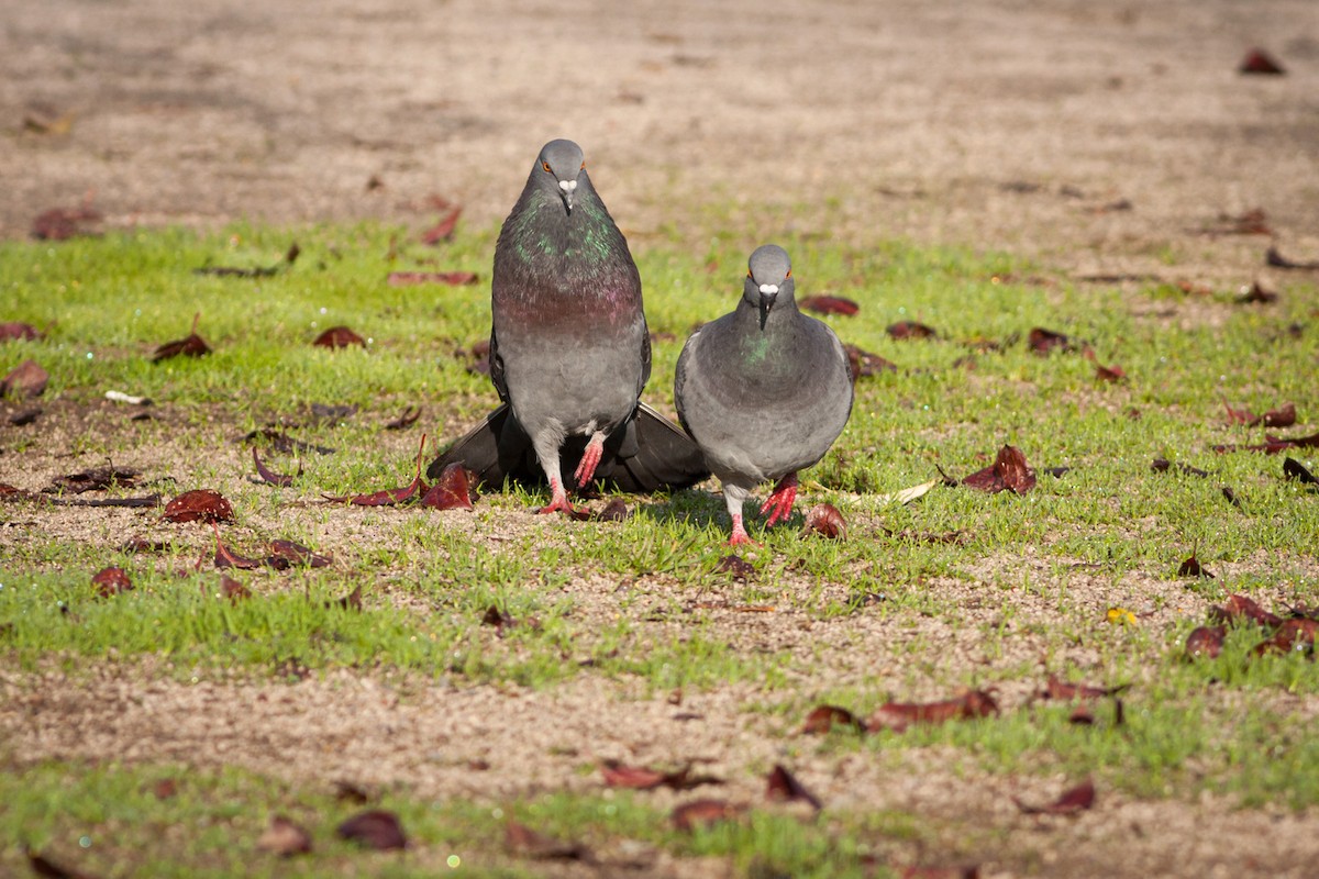 Rock Pigeon (Feral Pigeon) - ML371828001