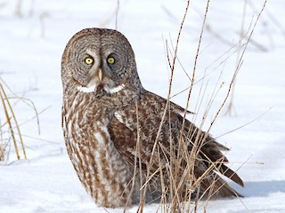  バード　owl フクロウ カラフトフクロウ - eBird