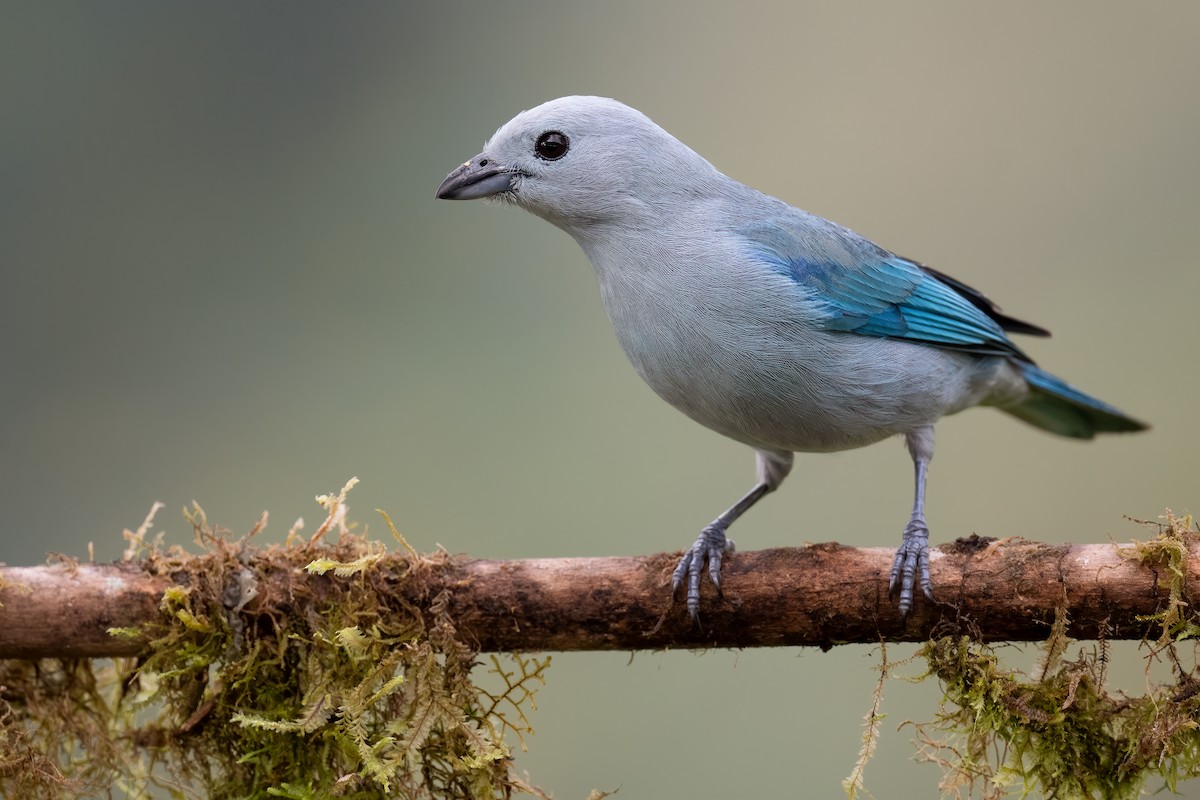 Blue-gray Tanager - ML371847471