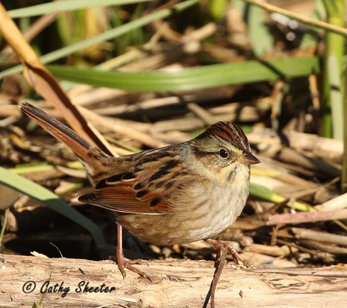 Swamp Sparrow - Cathy Sheeter