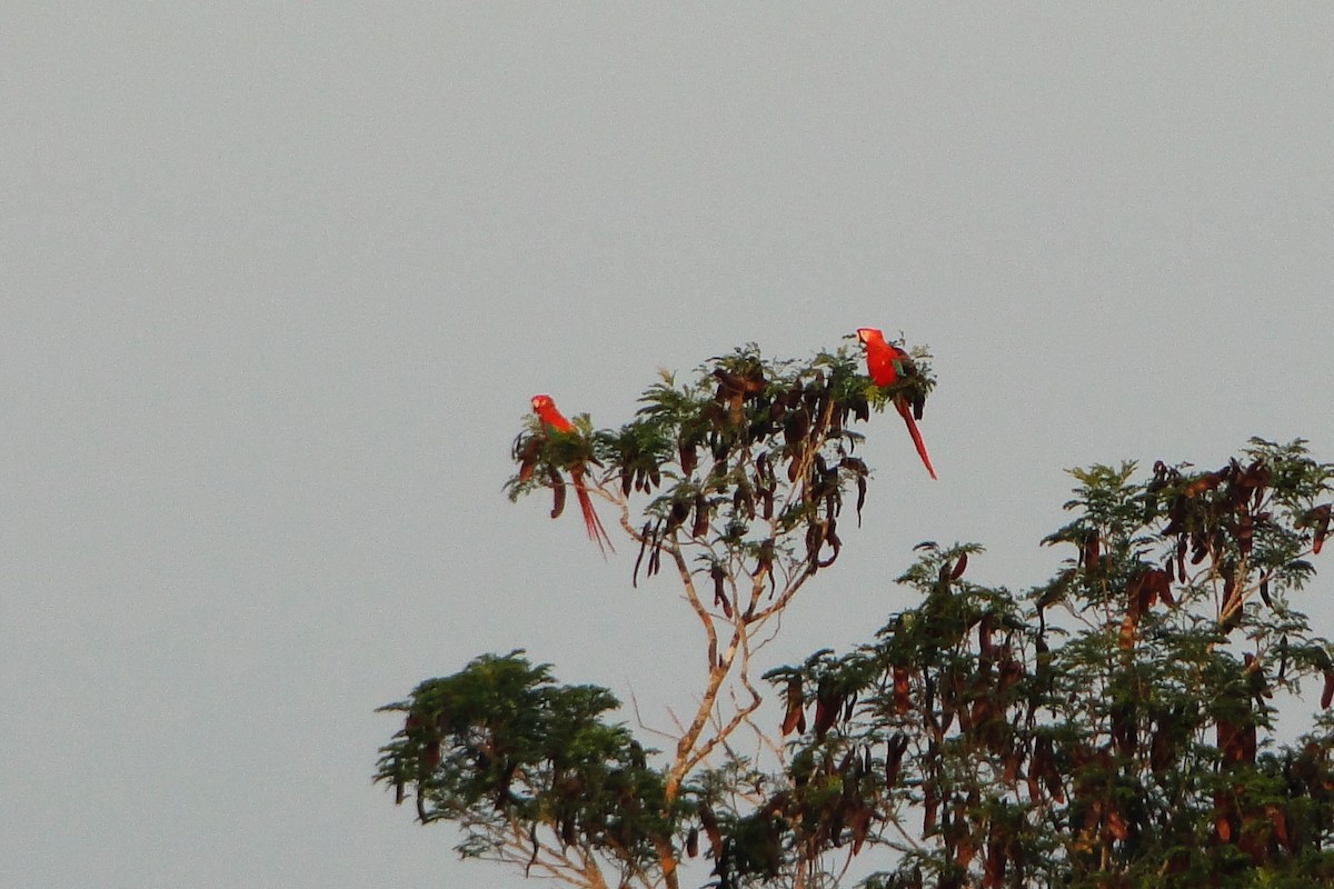 Scarlet Macaw - ML37185201