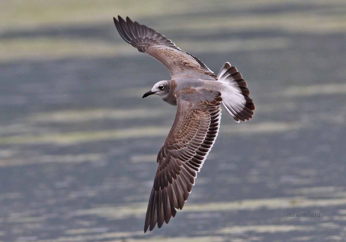Laughing Gull - M Lombard