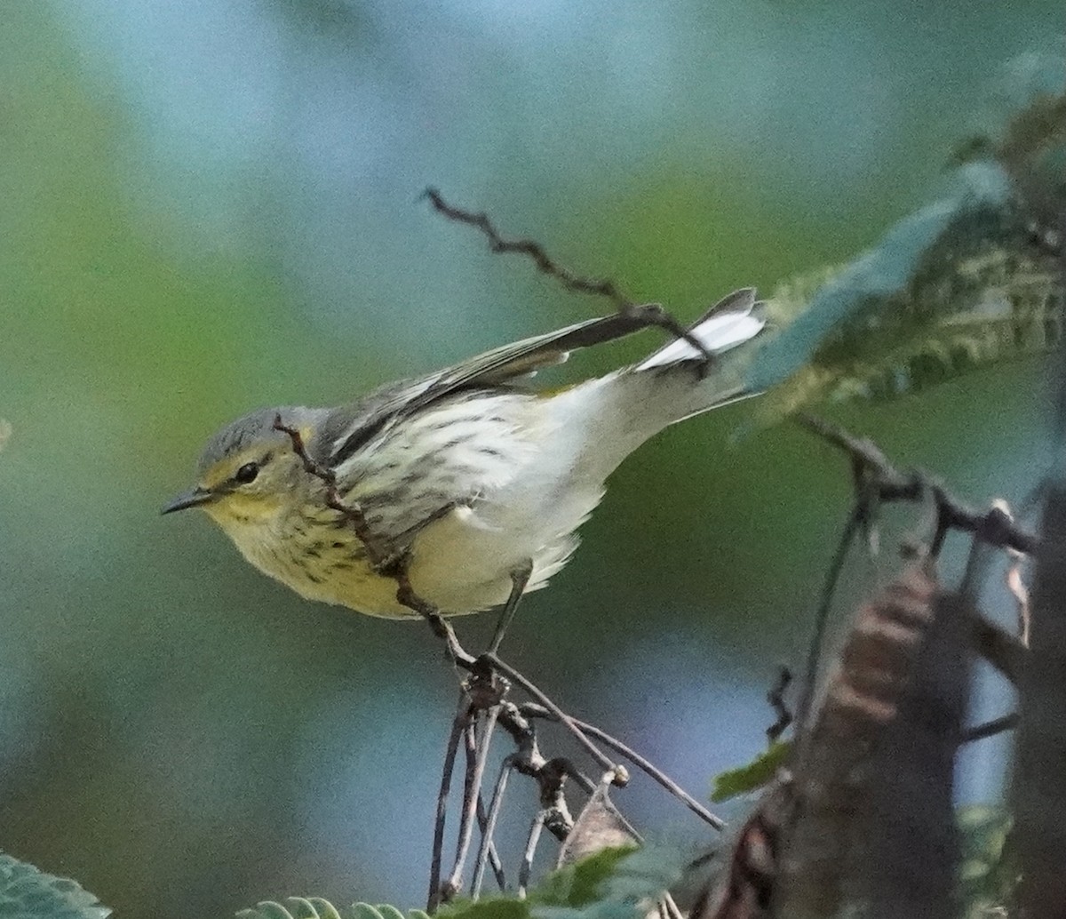 Cape May Warbler - ML371854891