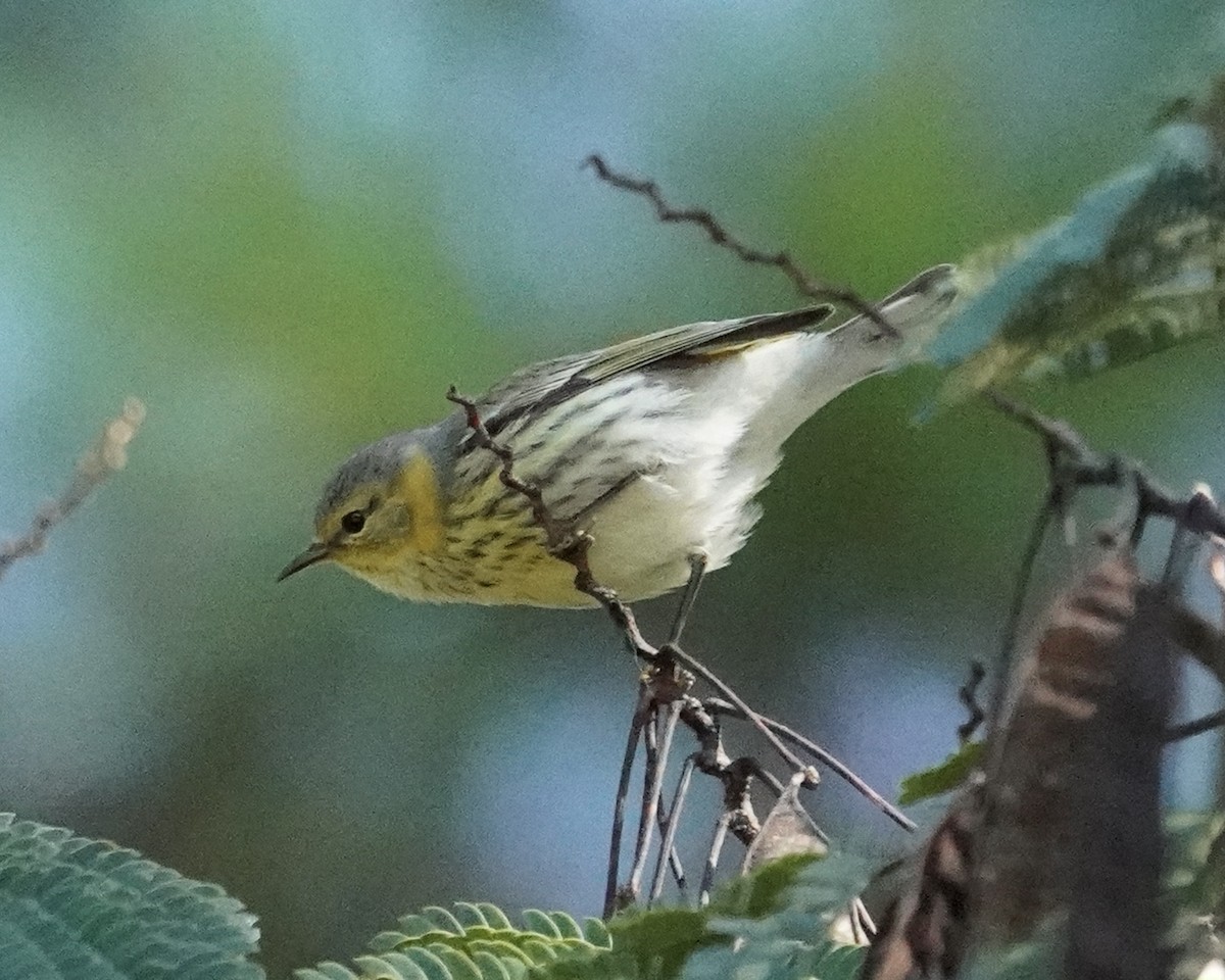 Cape May Warbler - Dee Omer