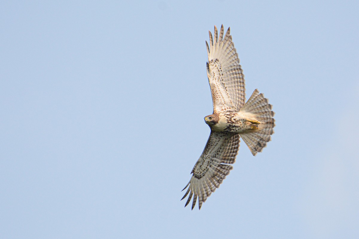 Red-tailed Hawk - Patrick Maurice