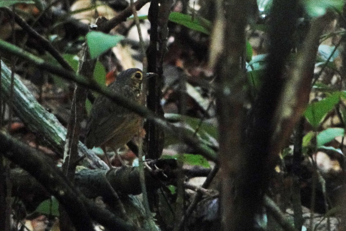 Spotted Antpitta - ML37186851