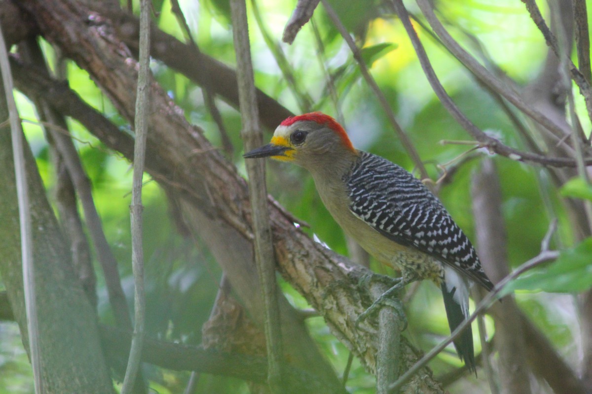 Yucatan Woodpecker - ML371875771