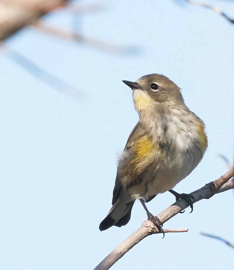 Yellow-rumped Warbler (Audubon's) - Brooke Miller