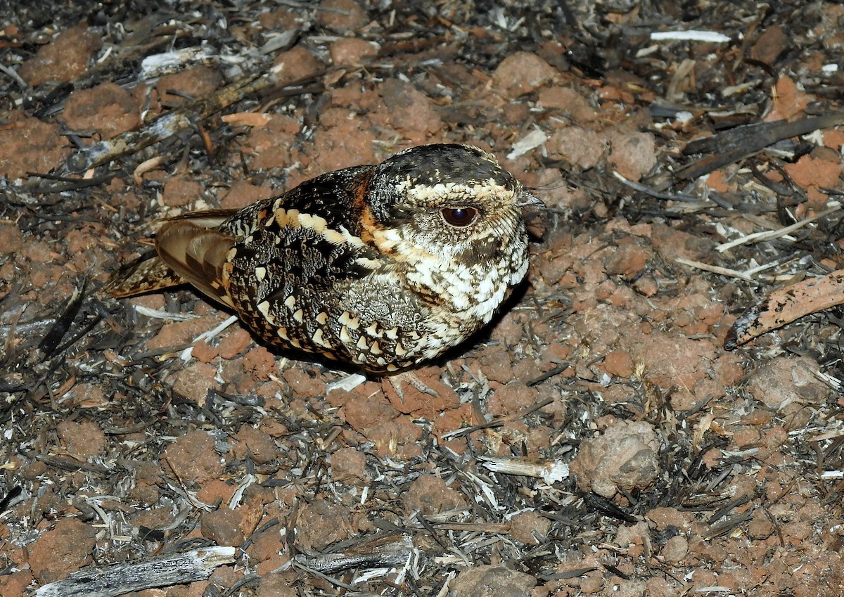 Spot-tailed Nightjar - Julio Cesar Filipino