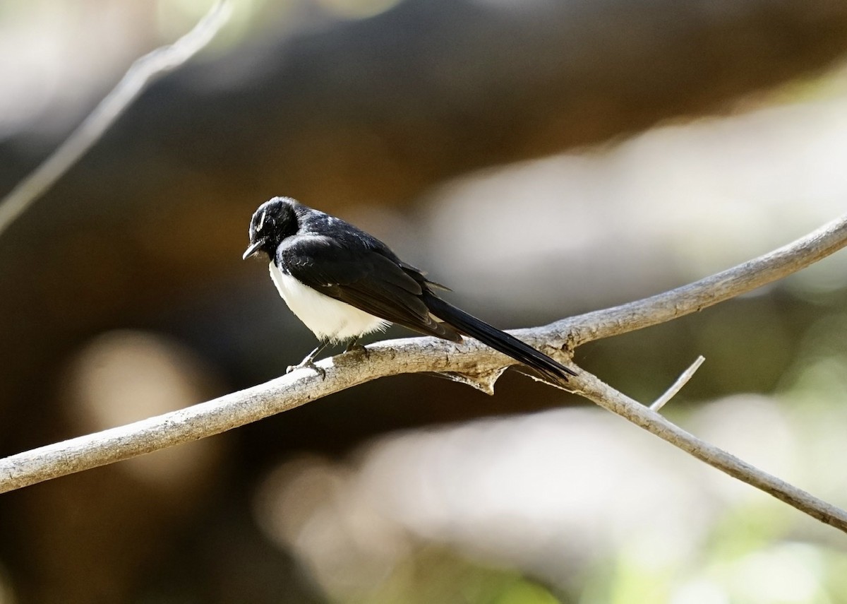 Willie-wagtail - ML371881251