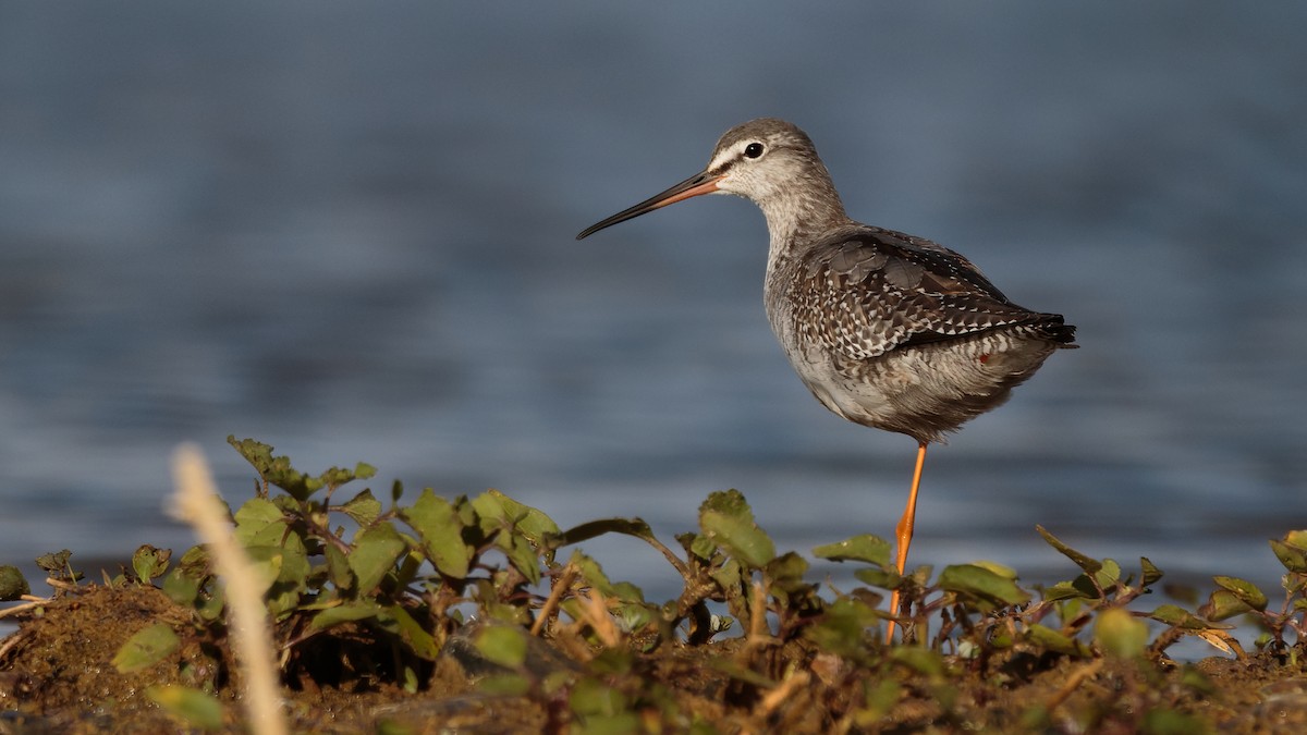 Spotted Redshank - ML371881441