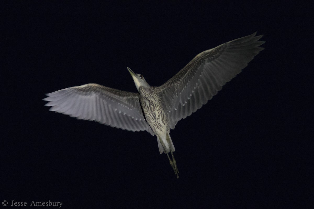 Yellow-crowned Night Heron - Jesse Amesbury