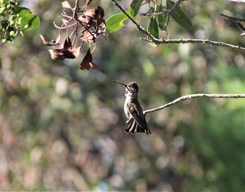 Anna's Hummingbird - Lena Hayashi